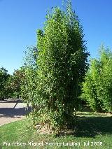 Bamb gigante - Phyllostachys bambusoides. Benalmdena