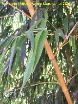Bamb gigante - Phyllostachys bambusoides. Benalmdena