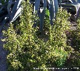 Verdolaga arbustiva - Portulacaria afra. Benalmdena