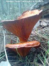 Seta del olivo - Omphalotus olearius. El Vaquerizo - Castellar