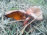 Seta del olivo - Omphalotus olearius. El Vaquerizo - Castellar