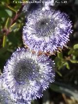 Coronilla de Fraile - Globularia alypum. Flor. Cerro Los Morteros - Jan