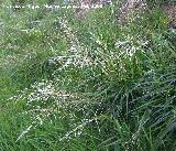 Grama de monte - Deschampsia cespitosa. Jan