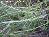 Perpetuas del bosque - Helichrysum stoechas. Los Caones - Jan