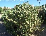 Cactus alfileres de Eva - Opuntia subulata. Benalmdena