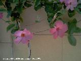 Mandevilla - Dipladenia sanderi. Navas de San Juan