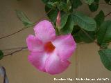 Mandevilla - Dipladenia sanderi. Navas de San Juan