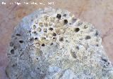 Coral Halysites