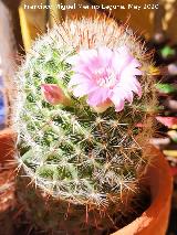 Cactus Biznaguita - Mammillaria glochidiata. Los Villares
