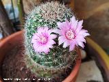 Cactus Biznaguita - Mammillaria glochidiata. Los Villares