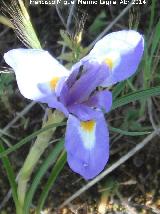 Lirio - Gynandriris sisyrinchium. Arquillos el Viejo - Vilches