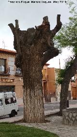 Paseo del Cristo. Tronco de un gran lamo muerto