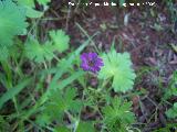 Geranio blando - Geranium molle. Arquillos