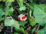 Aro - Arum italicum. Algarrobo - Rus