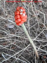 Aro - Arum italicum. Prado Maguillo - Santiago Pontones