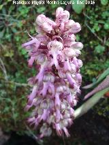 Orqudea gigante - Barlia robertiana. La Camua - Castillo de Locubn