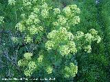 Anglica silvestre - Angelica sylvestris. Los Villares