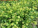 Anglica silvestre - Angelica sylvestris. La Cerradura - Los Villares