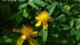 Barba de Aarn - Hypericum calycinum. Carmen de los Mrtires - Granada