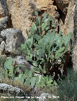 Cactus Chumbera - Opuntia ficus-indica. Villanueva de las Torres