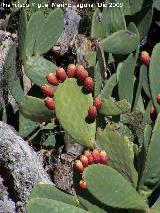 Cactus Chumbera - Opuntia ficus-indica. Villanueva de las Torres