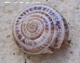 Caracol rayado de labio blanco - Cepaea hortensis. Jan