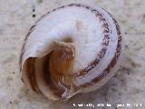 Caracol rayado de labio blanco - Cepaea hortensis. Jan