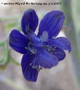 Albarraz - Delphinium staphisagria. Los Caones - Jan