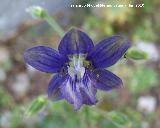 Albarraz - Delphinium staphisagria. Barranco de la Tinaja - Jan