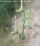 Espuela de caballero grcil - Delphinium gracile. Los Caones - Jan