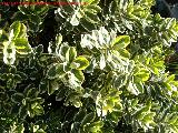 Botonero del Japn - Euonymus japonicus. Los Villares