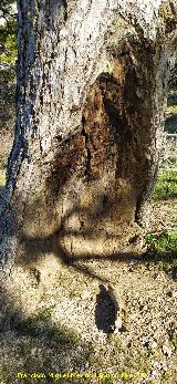 Resiego. Pino del Resiego - Quesada