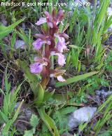 Orqudea colina - Orchis collina. Los Villares