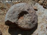 Ammonites Aspidoceras - Aspidoceras binodum. Arroyo Padilla - Jan