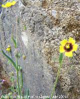 Hierba turmera - Tuberaria guttata. Vilches