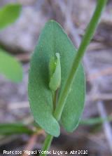 Hormatofila - Hormathophylla baetica. Fuente de la Pea - Jan