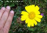 Corona de rey - Chrysanthemum segetum. Linares