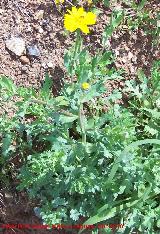 Corona de rey - Chrysanthemum segetum. Linares