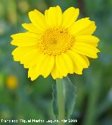 Corona de rey - Chrysanthemum segetum. Arquillos