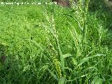 Galfiz - Bromus diandrus. Navas de San Juan