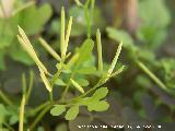 Berro amargo - Cardamine hirsuta. Los Villares