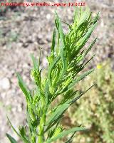 Pegajosa - Conyza canadensis. Los Caones - Los Villares