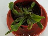 Atrapamoscas - Dionaea muscipula. Navas de San Juan