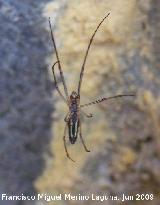 Araa Tetragnatha - Tetragnatha extensa. Los Villares