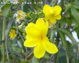 Jazmn amarillo - Jasminum nudiflorum. Navas de San Juan