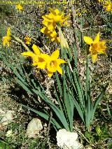 Narciso de Sierra Nevada - Narcissus nevadensis. Empanadas - Cazorla