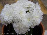 Crisantemo - Chrysanthemum morifolium. Los Villares