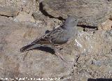 Pjaro Acentor - Prunella modularis. Sierra Nevada