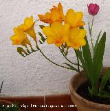 Africanas - Freesia refracta. Navas de San Juan