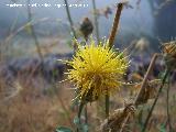 Cardo abrepuo amarillo - Centaurea solstitialis . Caada Saucar - Santiago Pontones